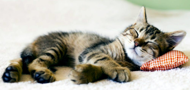 gato-durmiendo