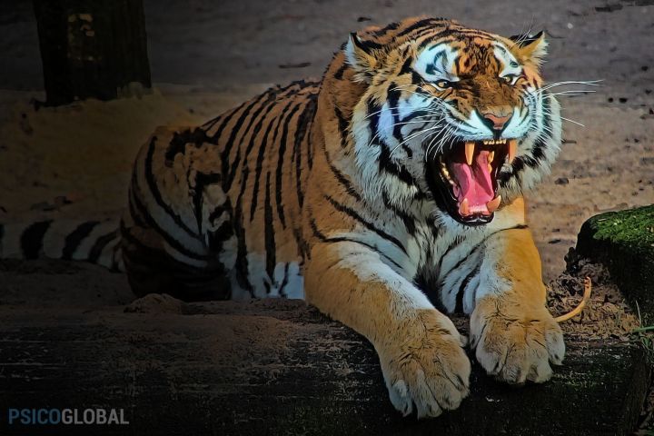 agresividad tigre dib